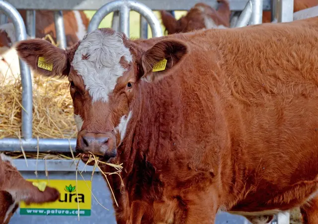 Die Blauzungenkrankheit ist noch immer am Vormarsch. | Foto: Pixabay