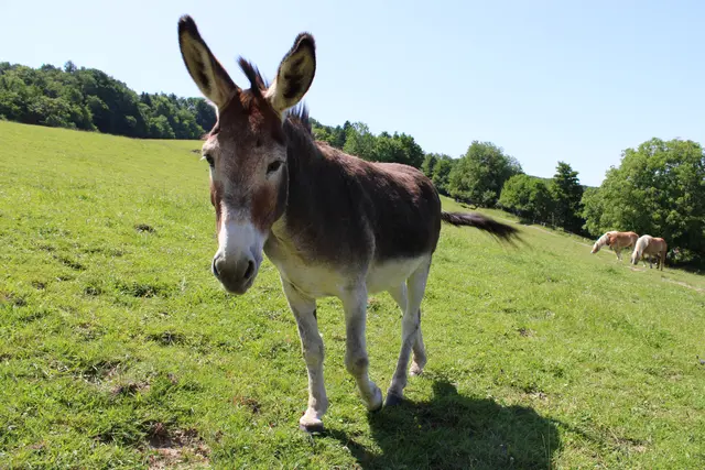Esel Denver | Foto: Tierschutzverein Leben Lassen