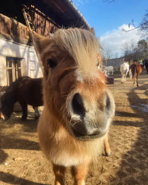 Pony Mini | Foto: Tierschutzverein Leben Lassen