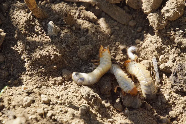 Die Larve des Maikäfers,durchlaäuft einen dreijährigen Zyklus. Die Engerling fressen hauptsächlich im zweiten Lebensjahr die Wurzel ab. | Foto: Helmut Eder