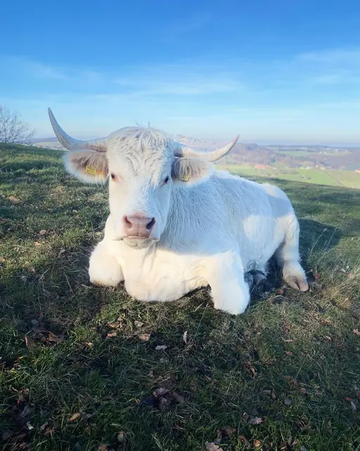 Foto: Tierschutzverein Leben Lassen