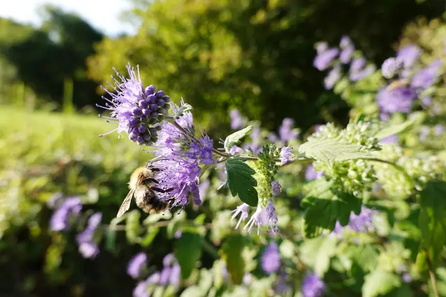 Neue Beete für Bartblumen sollen vom Frühjahr bis weit in den Herbst für eine bunte Verzierung sorgen. (Symbolbild) | Foto: panthermedia/ETfoto