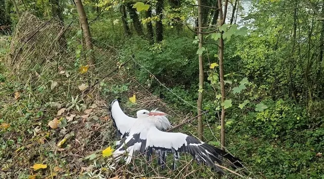 Der Storch hing hilflos und total geschwächt mit Ständer und Schnabel in einem Zaun. | Foto: Tierrettung Icara Linz