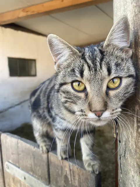 Wer den Hof unterstützen möchte, kann dies durch Geldspenden tun oder sich aktiv in die tägliche
Arbeit am Hof einbringen. | Foto: Tierschutzverein Leben Lassen