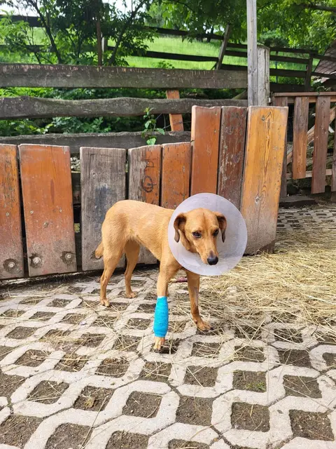 Die Geschichte des kleinen braunen Mischlingshundes „Pumi“. Gundula fand ihn krank und verwahrlost. | Foto: Tierschutzverein Leben Lassen