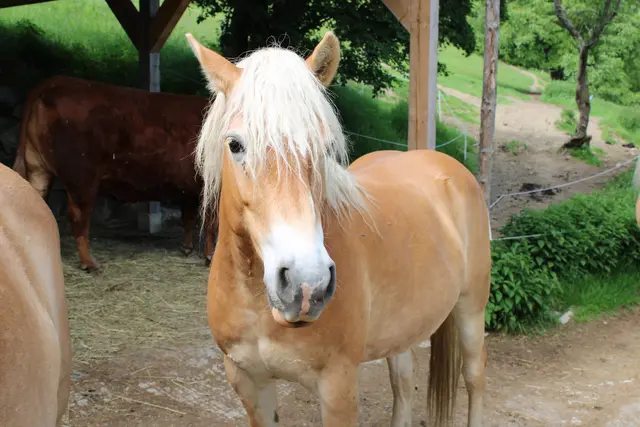 Foto: Tierschutzverein Leben Lassen