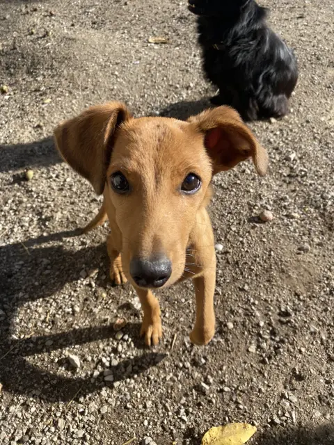 Pumi hat eine Glutenunverträglichkeit | Foto: Tierschutzverein Leben Lassen
