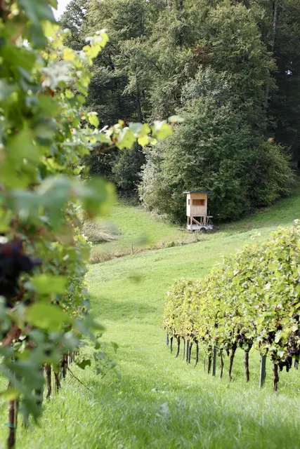 Ein gezieltes Austreiben des Rehwildes aus gefährdeten Flächen, insbesondere in den frühen Morgen- und Abendstunden kann eine wirksame Methode sein. | Foto: privat