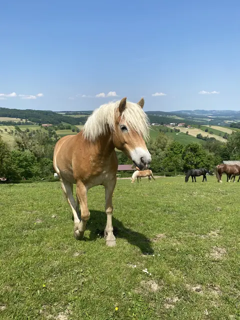 Auf rund 23 Hektar haben die Tiere ein Leben in Frieden | Foto: Tierschutzverein Leben Lassen