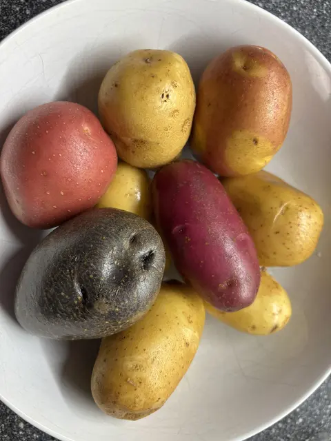 Bio-Kartoffeln in allen Farben gibt´s bei Silvia Fruhmann in Karl (und ja, sie verlieren auch beim Kochen die tolle Farbe nicht). | Foto: Victoria Rosenberger