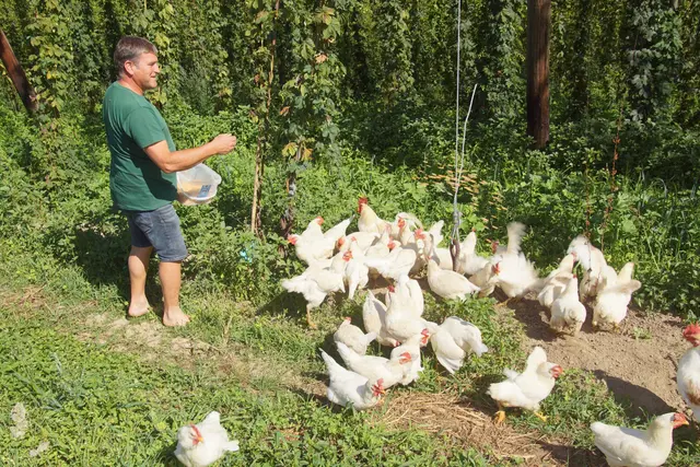Zur Bekämpfung setzt Starlinger auf pflanzenstärkende Mittel, Mikroorganismen und Leihhühner, die die Larven aus dem Boden holen.  | Foto: Helmut Eder
