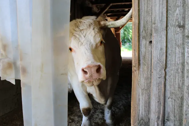 Bulle Odin | Foto: Tierschutzverein Leben Lassen