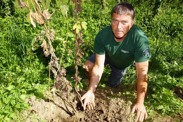 Ein massiver Engerlingbefall hat ein Drittel der Bio-Hopfenfläche von Nikolaus Starlinger aus Hartmannsdorf zerstört – rund 150.000 Euro Schaden.  | Foto: Helmut Eder