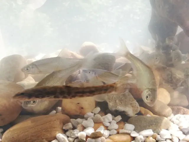 Der UNESCO-Biosphärenpark Unteres Murtal, Lebensraum für viele Tierarten | Foto: Biosphärenpark Unteres Murtal