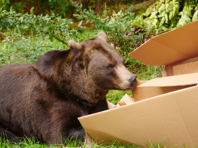 Die VIER-PFOTEN-Tierpflegerinnen haben doch tatsächlich an mein zehnjähriges Jubiläum im BÄRENWALD Arbesbach gedacht. Das ist aber nett von ihnen! | Foto: VIER PFOTEN