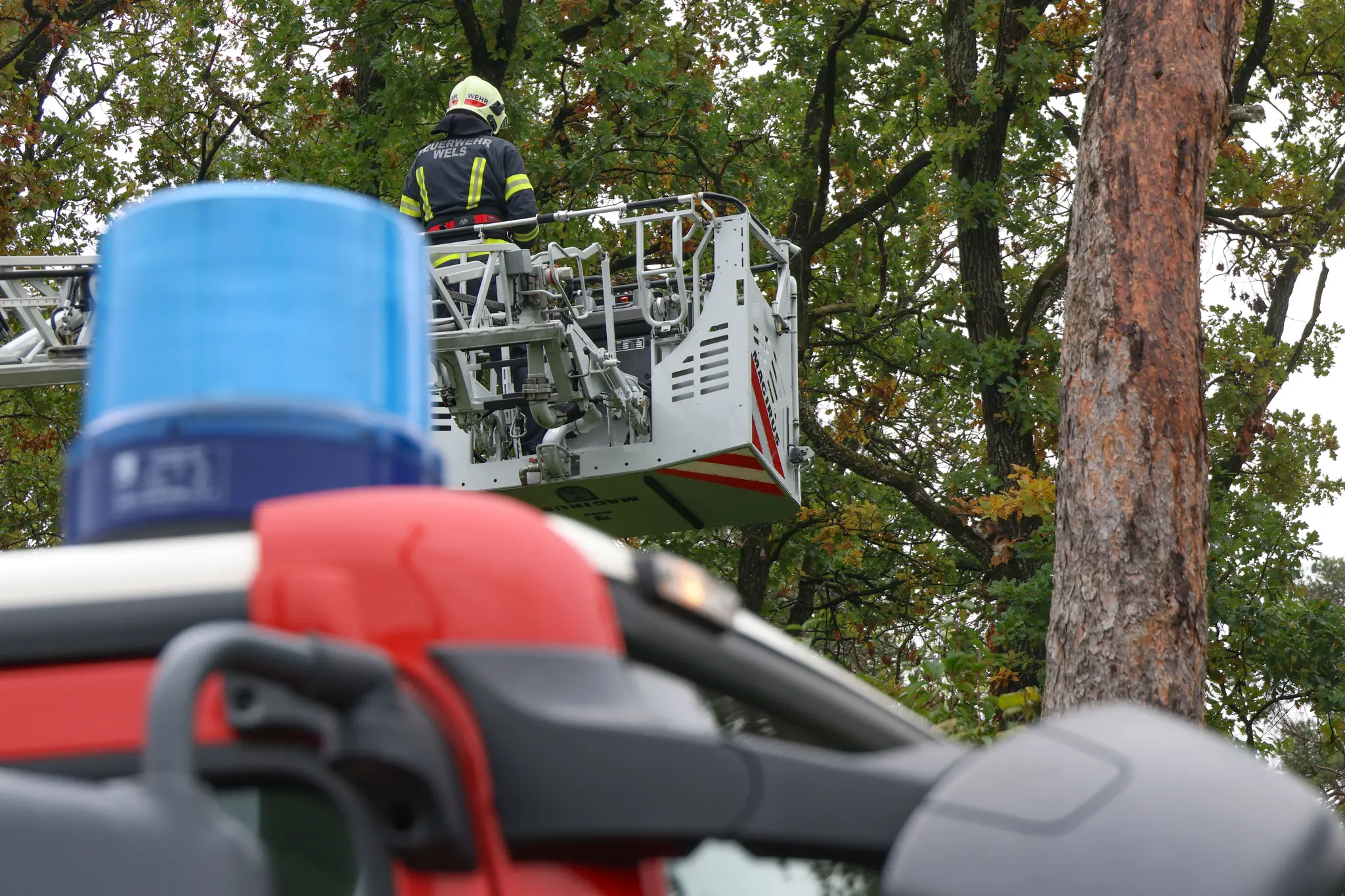 Fire brigade had to arrive with a turntable ladder: Wels cat staged a ...
