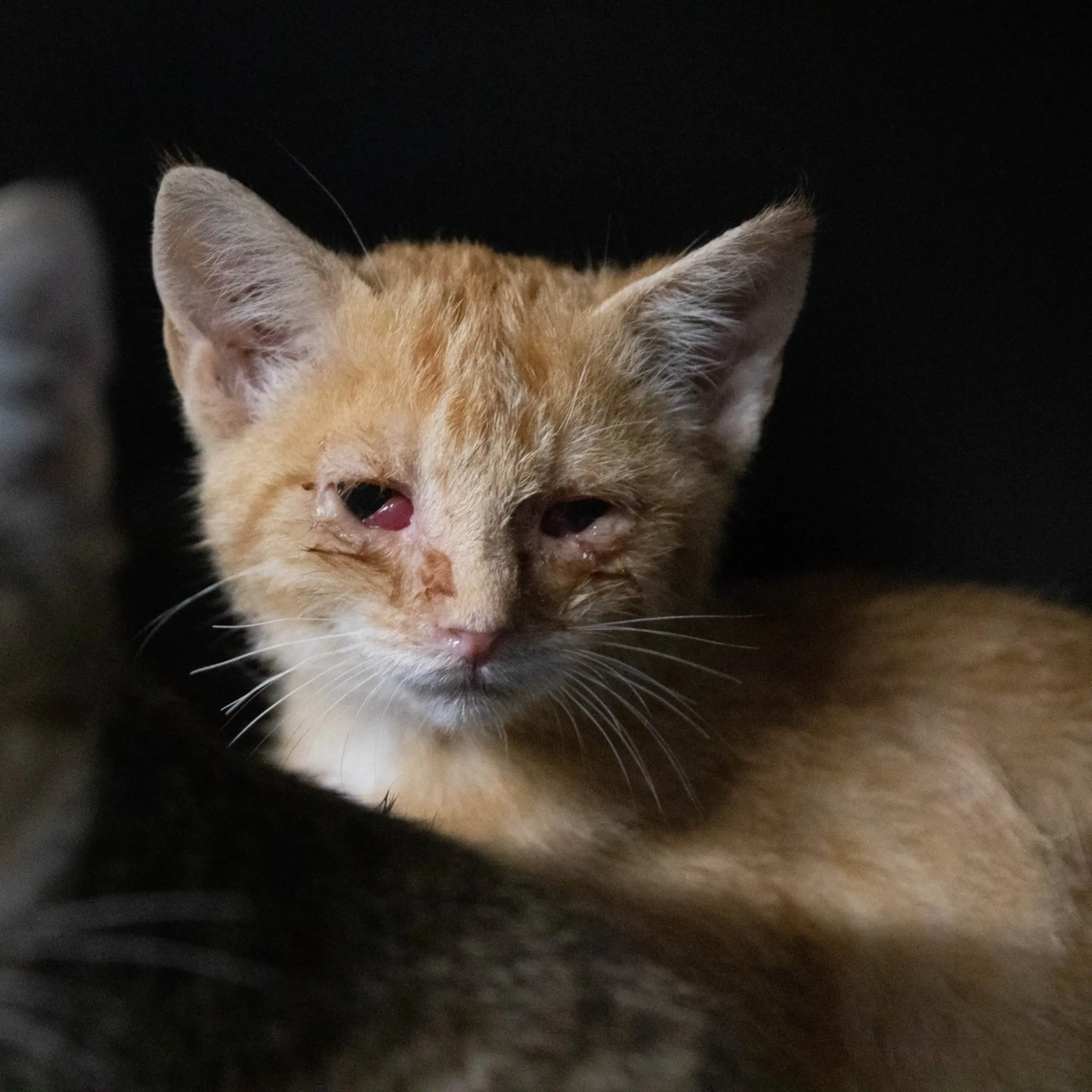 Tierheim Kapfenberg: Großes Katzenleid im Kapfenberger Tierheim - Bruck an ...
