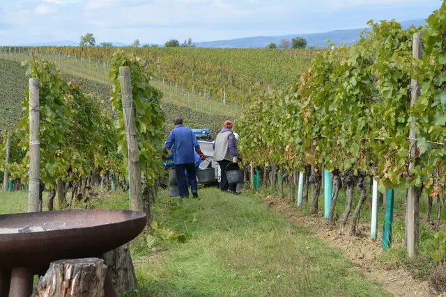 Bei der heurigen Ernte 2025. Das Weingut Silvia Heinrich ist eines der wenigen die noch per Hand lesen. | Foto: Rosenberger Victoria