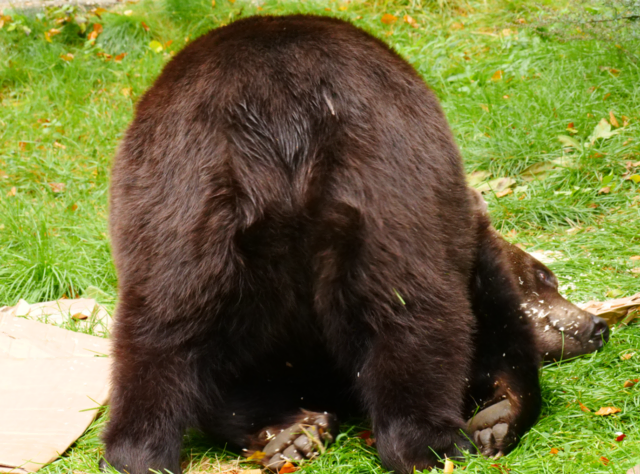 Erich mit seiner Interpretation von Yoga: Der Puppy-Stretch. | Foto: VIER PFOTEN