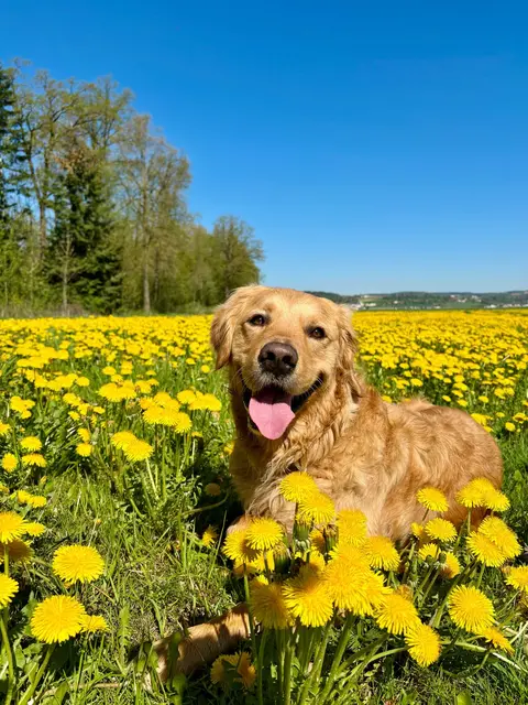 Buddy | Foto: MeinBezirk/E. Schaumberger