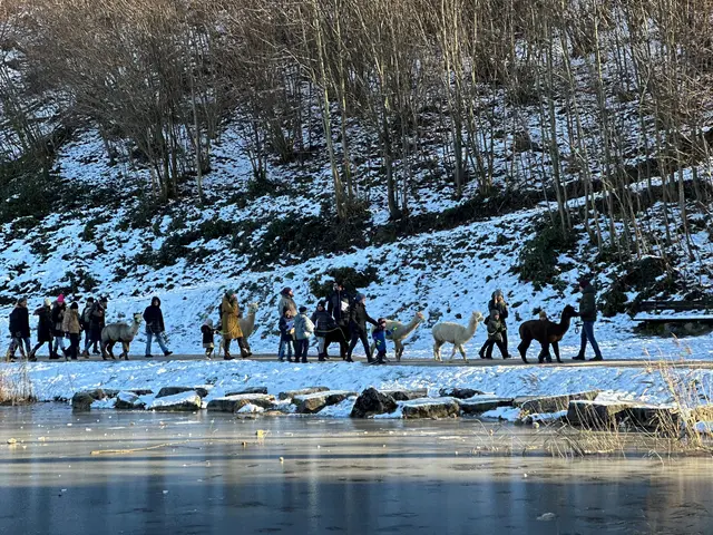 Geführte Alpaka-Wanderungen rund um den Egelsee und im Bluntautal – von Halloween-Fackelwanderung bis Silvestertermin. | Foto: TVB Golling