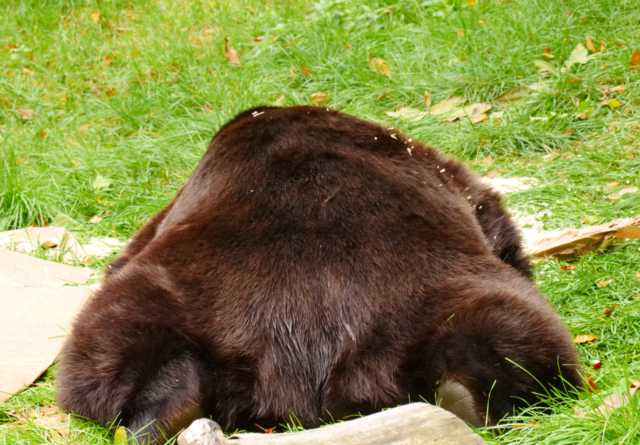Yoga ist aber schon seeeeehr anstrengend. Ich kann nicht mehr! | Foto: VIER PFOTEN