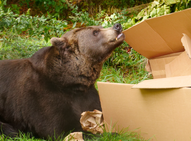 Wo ist denn nun mein Geschenk in der Schachtel versteckt? | Foto: VIER PFOTEN