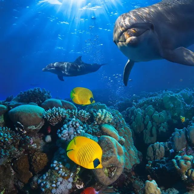 Die Dokumentation "Ocean with David Attenborough" handelt von den Tiefen des Meeres. | Foto: Vitaliy_sokol/Smaterpix