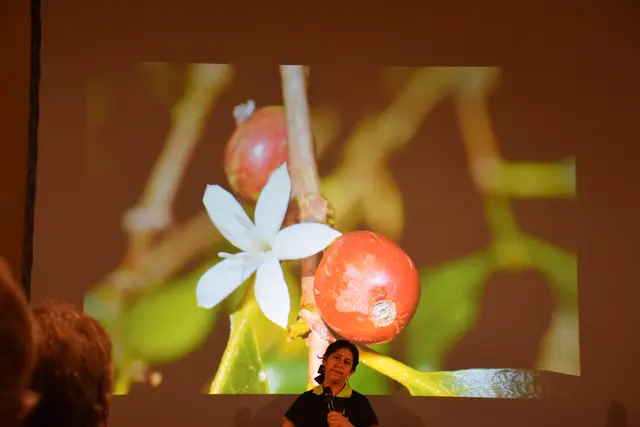 Das sind die reifen Früchte, die auch Kirschen genannt werden. | Foto: Alexandra Goll