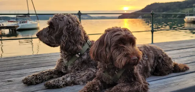 Grüße zum Welthundetag von Havadoodle Buddy (8. Jahre) und Cockerdoodle Dimmi (7. Jahre) von Engelstor aus dem wunderschönen Mattsee. | Foto: Gudrun Safer