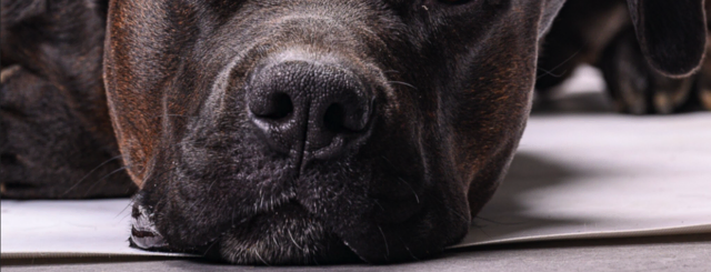 Weil ein Marchtrenker außer sich gewesen ist, soll der Mann brutal auf seinen Hund eingedroschen haben, weil dieser ein Post-Paket kaputt gemacht hatte. | Foto: MB