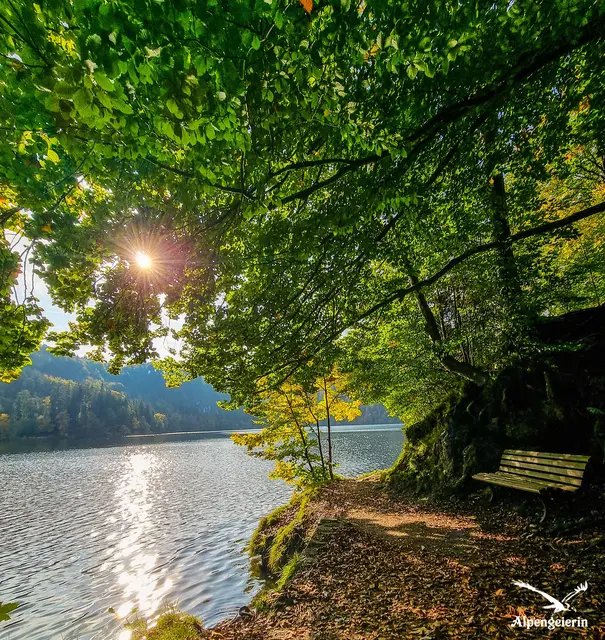 Foto: Janet Bleiker/ Alpengeierin