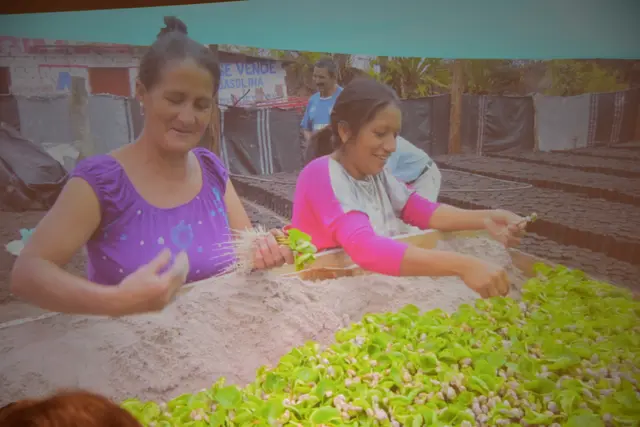 Händisch werden die Pflänzchen aussortiert und gepflanzt. | Foto: Alexandra Goll