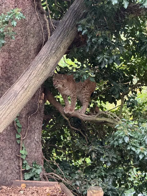 Ein neuer Luchs im Alpenzoo! Eddy hat ein neues Zuhause gefunden. | Foto: Alpenzoo Innsbruck