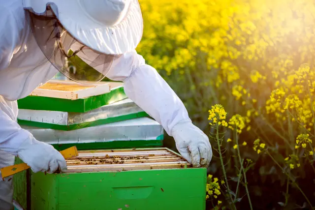 Die Imker im Bezirk Gmunden kämpfen mit vielen Herausforderungen, die Varroa-Milbe bleibt nach wie vor der größte Gegner. | Foto: bernardbodo/PantherMedia