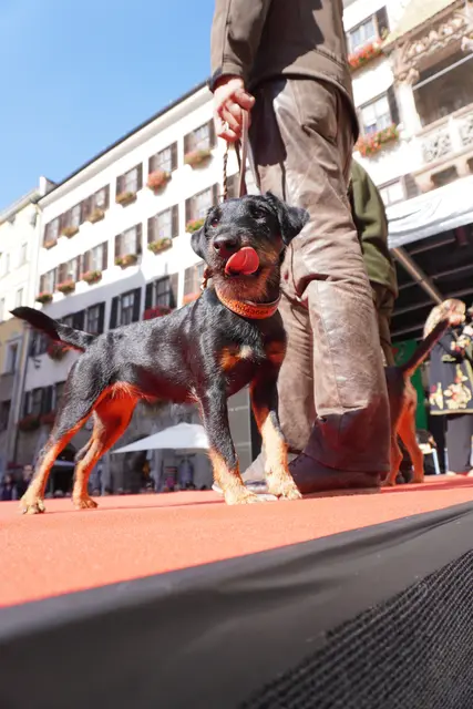 Beim Tag des Wildes wurde der Catwalk zum Dogwalk.  | Foto: AMG