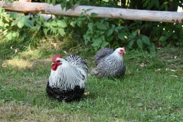 Foto: Mittelpunktverein Arriach