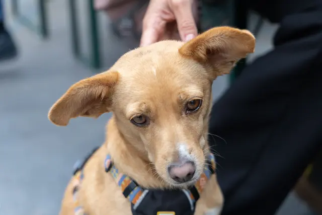 Foto: René Brunhölzl/MeinBezirk