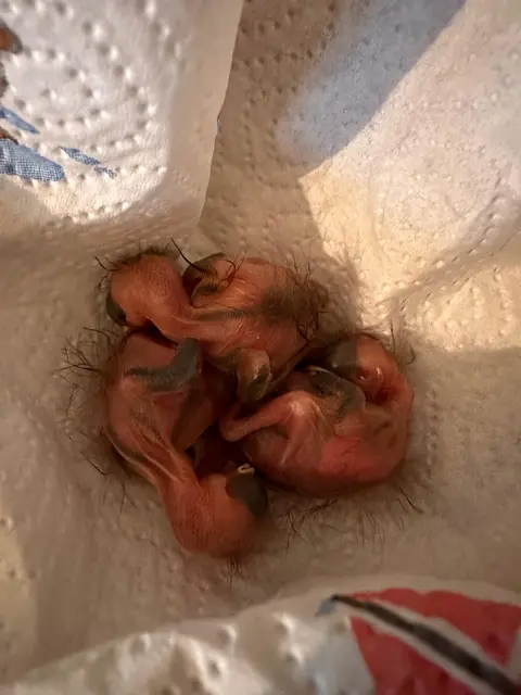 Auch ganz kleine, federlose Küken haben eine Überlebenschance, wenn ihnen rechtzeitig und richtig geholfen wird. Elke Lanner hat in ihrer Vogelauffangstation schon so manches Küken großgezogen. | Foto: Elke Lanner