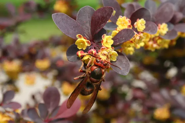 Hornissen im Garten: Große Brummer mit weichem Kern | Foto: Margit Benes-Oeller/Natur im Garten
