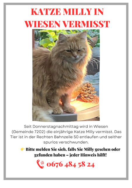 In der Gemeinde Wiesen wird derzeit die Katze Milly vermisst. Das erst ein Jahr alte Tier ist am Donnerstagnachmittag im Bereich Rechte Bahnzeile entlaufen. Seitdem fehlt von ihr jede Spur. | Foto: Zvg