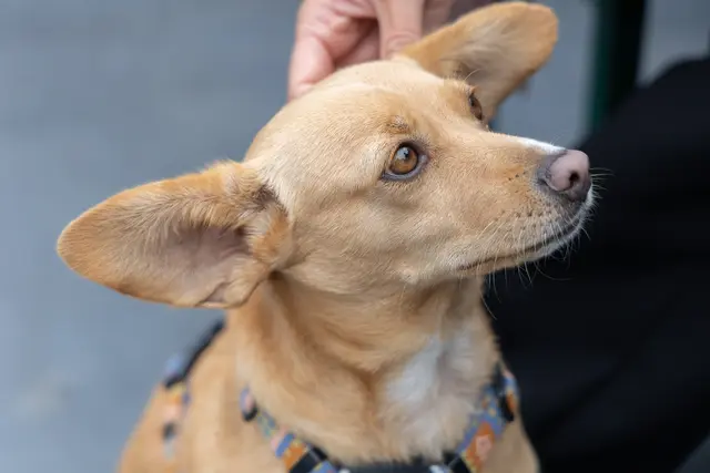 Foto: René Brunhölzl/MeinBezirk