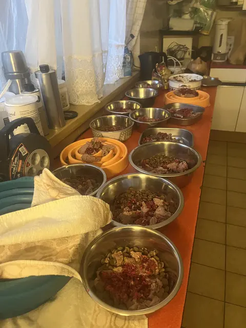 Foto: Stibis Hundeparadies