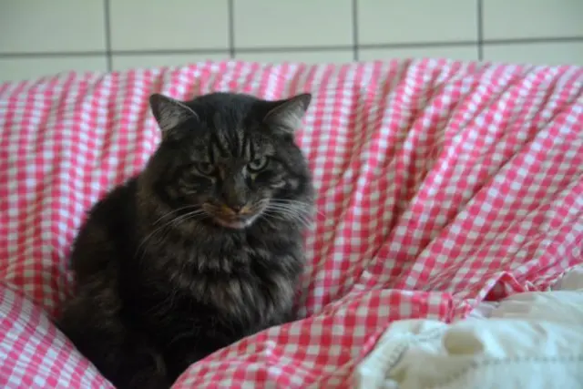 Wer gibt Timothy ein neues Zuhause? | Foto: TSV St. Pölten