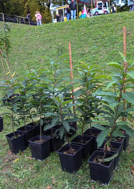 Foto: Alejandra Ortiz