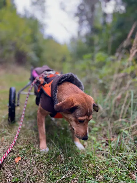 Einer der Hunde in Stibis Hundeparadies ist Luna aus Rumänien. Sie ist auf eine Gehhilfe angewiesen und lebt seit 2021 im Tierschutzhaus.   | Foto: Stibis Hundeparadies