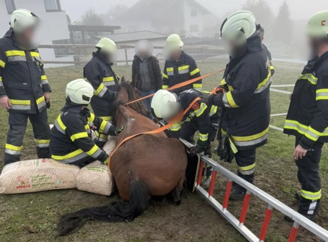 Das Tier konnte nicht mehr selbstständig aufstehen. | Foto: Freiwillige Feuerwehr Radweg