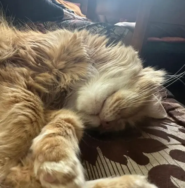 Achtung, Tierfreunde! In Wiesen wird die einjährige Katze Milly vermisst.  | Foto: Zvg