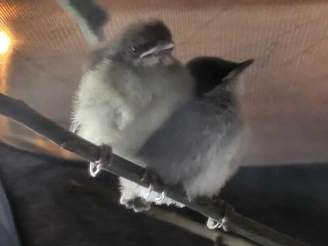 Ein Vogel braucht auch Artgenossen. | Foto: Elke Lanner