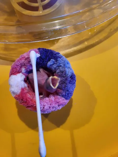 Manche der verletzten Küken sind noch ganz klein und federlos. Dank Elke Lanner haben sie eine Überlebenschance. | Foto: Elke Lanner